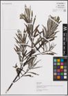 Foto von Salix eleagnos Scop.